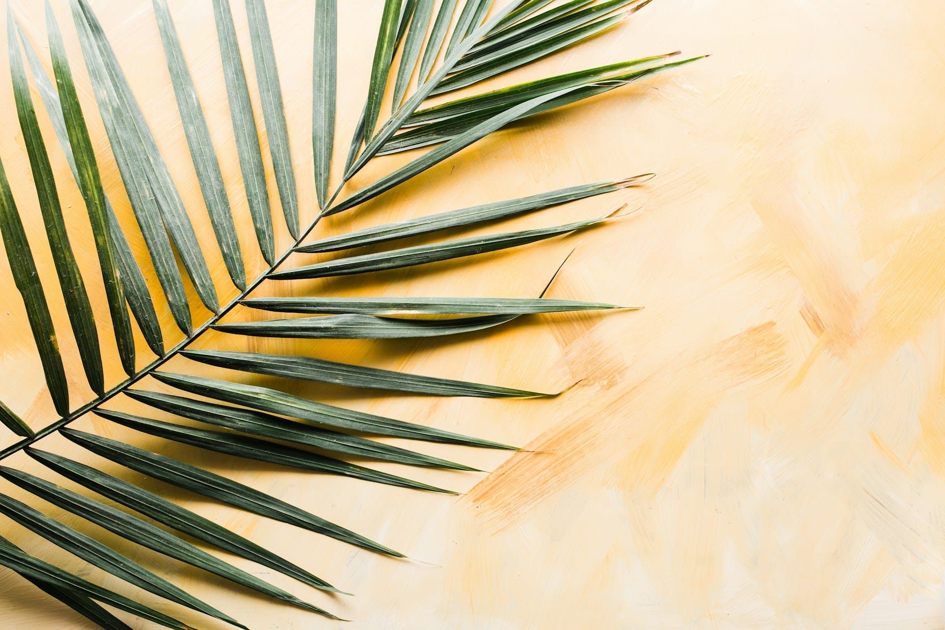 What is Palm Sunday and the meaning behind it? Why do some people wave palm leaves?! We get into these questions and more!