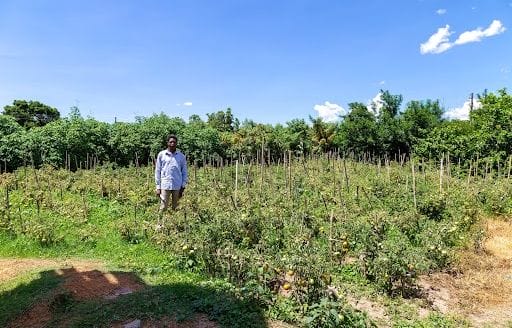 Enlace a las Historias de la Semilla: Una nueva carrera en la agricultura. post