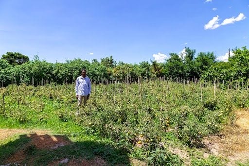 Kiara, el agricultor de esta historia, aparece de pie entre sus cultivos.