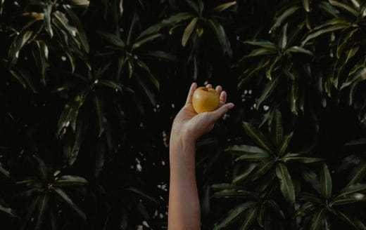 Link to the The Tree of Knowledge of Good And Evil post