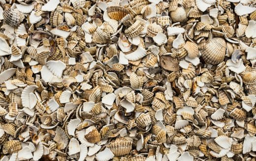 Link to the A Broken Seashell post