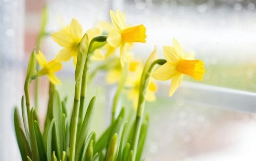 Enlace a la publicación When Daffodils Bloom Early