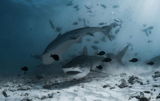 Link to the January 12 post