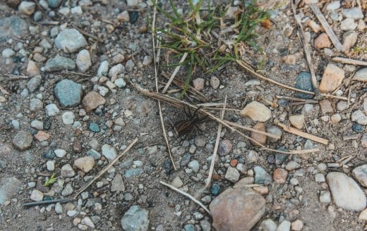 Link to the January 20 post